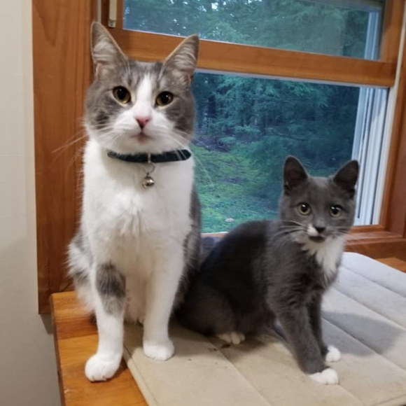 SASSC!  Saugerties Animal Shelter Supporter Closet - Picture 1 of 1